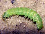 Orthosia gothosia