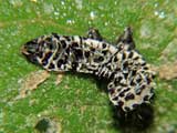 Shargacucullia verbasci