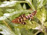 Chamaesphecia empiformis