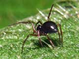 Erigona sp.