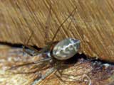 Leptyphantes cf. leprosus