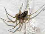 Leptyphantes sp