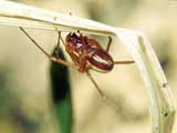 Linyphia sp.