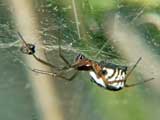 Linyphia frontinella