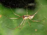 Linyphia triangularis 