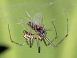 Linyphia triangularis