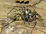 Neriene montana