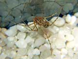 Scytodes thoracica