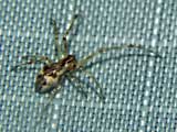 Tetragnatha obtusa