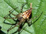 Metellina segmentata
