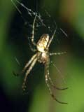 Metellina segmentata