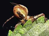 Metellina sp.