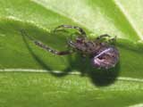 Zygiella x-notata