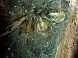 Zygiella x-notata
