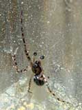 Zygiella x-notata