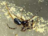 Zygiella x-notata