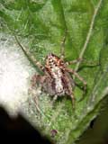 Philodromus cespitum