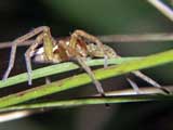 Jagdspinne