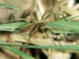 Pisaura mirabilis