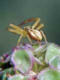 Misumena vatia