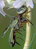 Synaema globosum