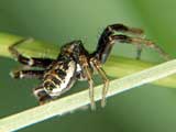 Xysticus sp.