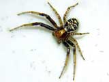 Xysticus sp.
