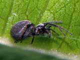 Dictyna bicolor