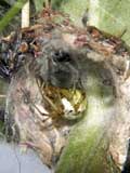 Theridion impressum