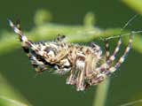 Aculepeira sp.