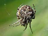 Agalenatea redii