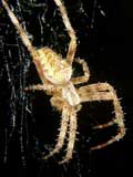 Araneus diadematus