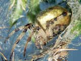 Araneus quadratus