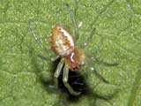 Araniella cucurbitina