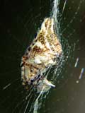 Cyclosa insulana
