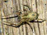 Anyphaena accentuata
