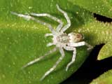 Anyphaena accentuata