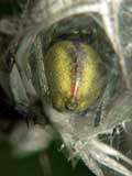 Cheiracanthium erraticum