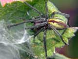 Cheiracanthium punctorium