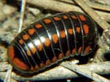 Glomeris pustulata