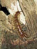 Lithobiomorpha