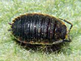 Oniscus asellus