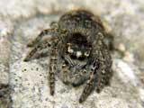 Carrhotus xanthogramma