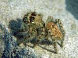 Carrhotus xanthogramma