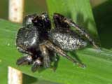 Evarcha arcuata