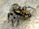 Evarcha falcata
