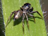 Heliophanus aeneus