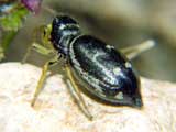 Heliophanus cupreus