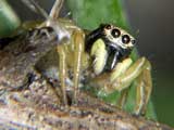 Heliophanus melinus