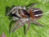Philaeus chrysops